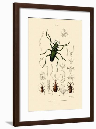 Long-Horned Beetle, 1833-39-null-Framed Giclee Print