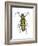 Long-Horned Beetle (Megacyllene Robiniae), Locust Borer, Insects-Encyclopaedia Britannica-Framed Art Print