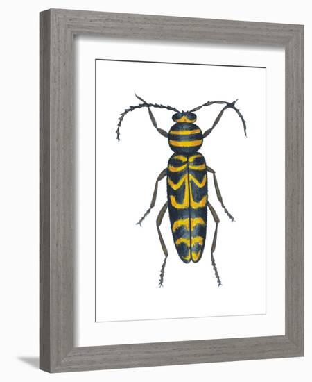 Long-Horned Beetle (Megacyllene Robiniae), Locust Borer, Insects-Encyclopaedia Britannica-Framed Art Print