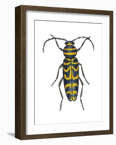 Long-Horned Beetle (Megacyllene Robiniae), Locust Borer, Insects-Encyclopaedia Britannica-Framed Art Print