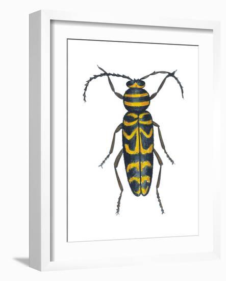 Long-Horned Beetle (Megacyllene Robiniae), Locust Borer, Insects-Encyclopaedia Britannica-Framed Art Print