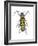 Long-Horned Beetle (Megacyllene Robiniae), Locust Borer, Insects-Encyclopaedia Britannica-Framed Art Print