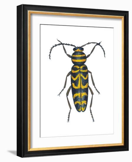 Long-Horned Beetle (Megacyllene Robiniae), Locust Borer, Insects-Encyclopaedia Britannica-Framed Art Print