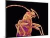 Long-horned beetle-Micro Discovery-Mounted Photographic Print