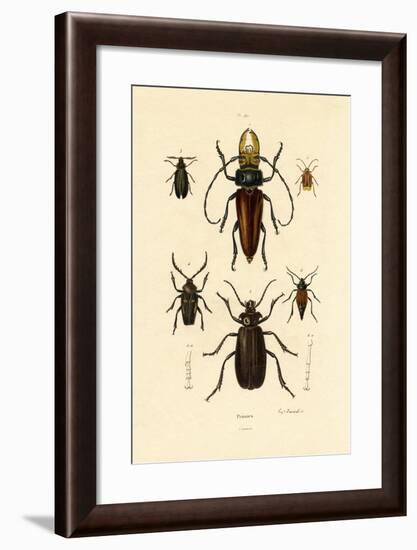 Long-Horned Beetles, 1833-39-null-Framed Giclee Print