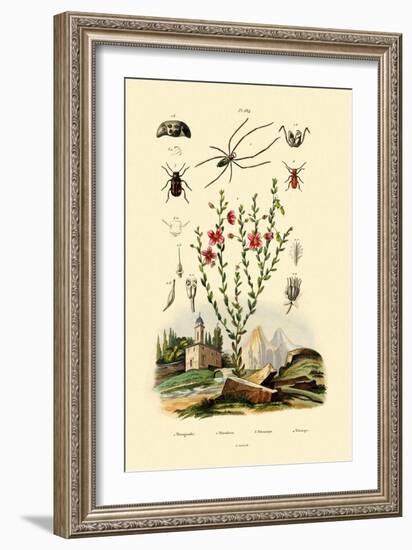 Long-Jawed Spider, 1833-39-null-Framed Giclee Print