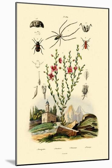 Long-Jawed Spider, 1833-39-null-Mounted Giclee Print