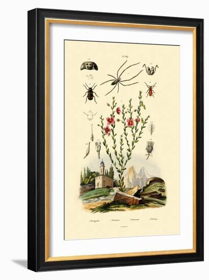 Long-Jawed Spider, 1833-39-null-Framed Giclee Print