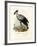 Long-Legged Raptorial Bird, 1864-null-Framed Giclee Print