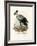 Long-Legged Raptorial Bird, 1864-null-Framed Giclee Print