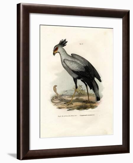 Long-Legged Raptorial Bird, 1864-null-Framed Giclee Print