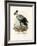 Long-Legged Raptorial Bird, 1864-null-Framed Giclee Print