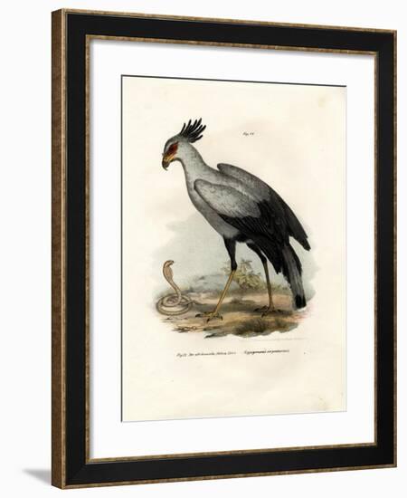 Long-Legged Raptorial Bird, 1864-null-Framed Giclee Print