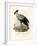 Long-Legged Raptorial Bird, 1864-null-Framed Giclee Print
