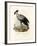 Long-Legged Raptorial Bird, 1864-null-Framed Giclee Print