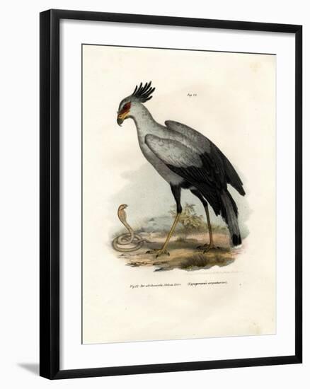 Long-Legged Raptorial Bird, 1864-null-Framed Giclee Print