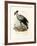 Long-Legged Raptorial Bird, 1864-null-Framed Giclee Print