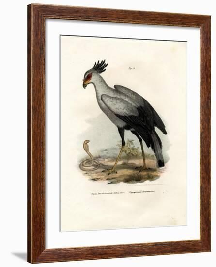 Long-Legged Raptorial Bird, 1864-null-Framed Giclee Print