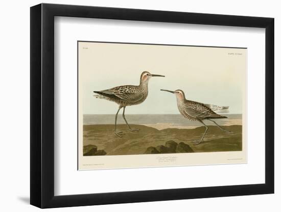 Long-Legged Sandpiper-John James Audubon-Framed Art Print