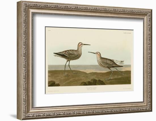 Long-Legged Sandpiper-John James Audubon-Framed Art Print