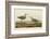 Long-Legged Sandpiper-John James Audubon-Framed Art Print