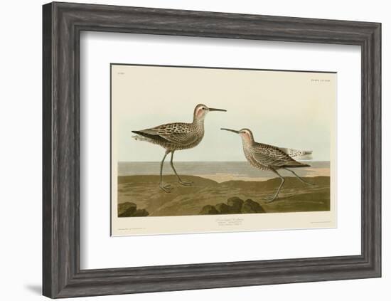 Long-Legged Sandpiper-John James Audubon-Framed Art Print