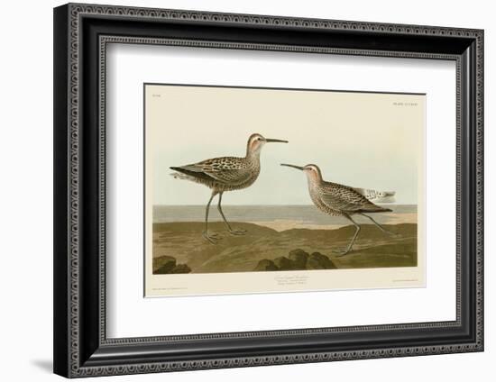 Long-Legged Sandpiper-John James Audubon-Framed Art Print