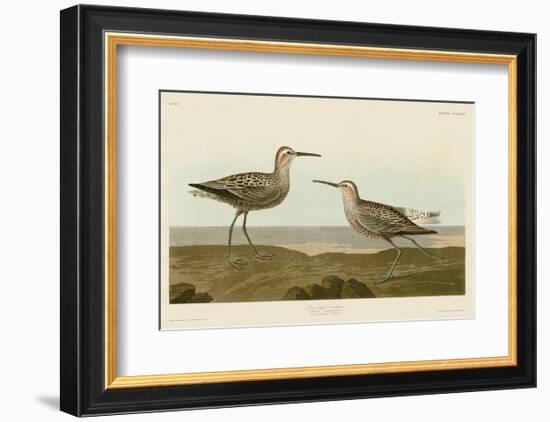 Long-Legged Sandpiper-John James Audubon-Framed Art Print