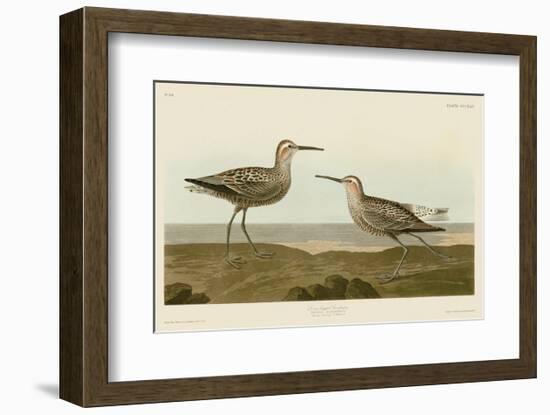 Long-Legged Sandpiper-John James Audubon-Framed Art Print