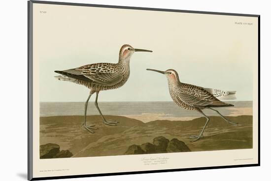 Long-Legged Sandpiper-John James Audubon-Mounted Art Print