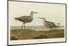 Long-Legged Sandpiper-John James Audubon-Mounted Art Print