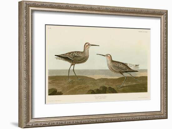 Long-Legged Sandpiper-John James Audubon-Framed Giclee Print