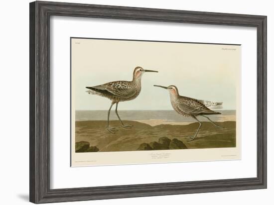 Long-Legged Sandpiper-John James Audubon-Framed Giclee Print