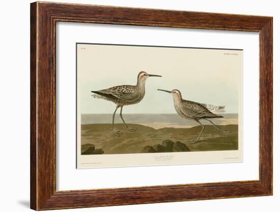 Long-Legged Sandpiper-John James Audubon-Framed Giclee Print