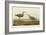 Long-Legged Sandpiper-John James Audubon-Framed Giclee Print