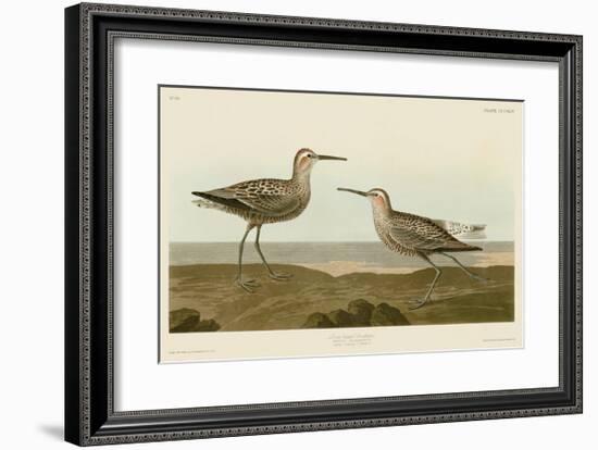 Long-Legged Sandpiper-John James Audubon-Framed Giclee Print