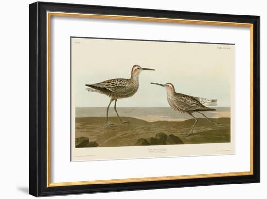 Long-Legged Sandpiper-John James Audubon-Framed Giclee Print