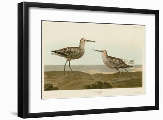 Long-Legged Sandpiper-John James Audubon-Framed Giclee Print