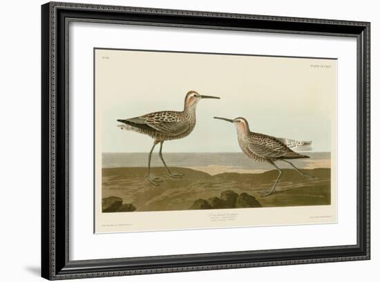 Long-Legged Sandpiper-John James Audubon-Framed Giclee Print