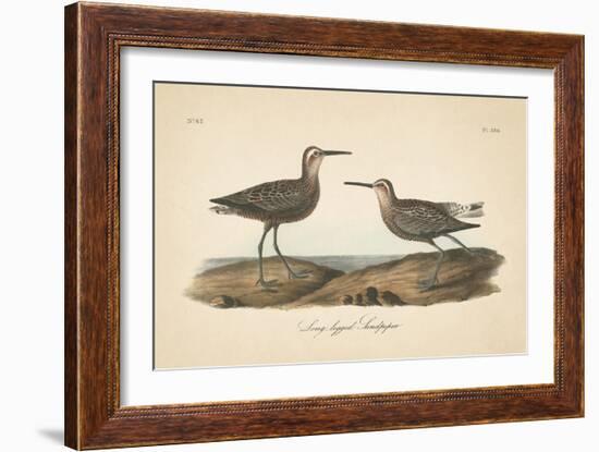 Long Legged Sandpiper-Wild Apple Portfolio-Framed Art Print