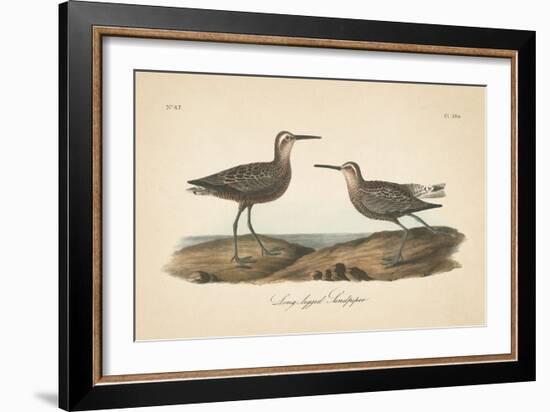 Long Legged Sandpiper-Wild Apple Portfolio-Framed Art Print