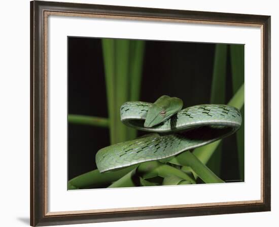 Long-Nose Vine Snake (Ahaetulla Prasina), in Captivity, from Southeast Asia, Asia-James Hager-Framed Photographic Print