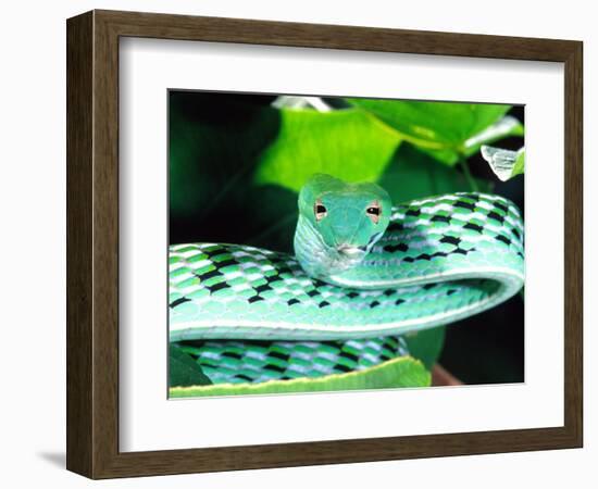 Long-nose Vine Snake, Native to SE Asia-David Northcott-Framed Photographic Print