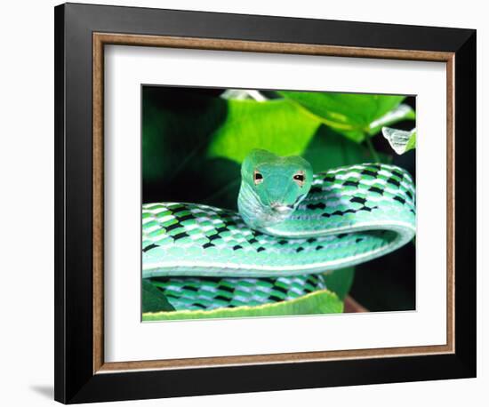 Long-nose Vine Snake, Native to SE Asia-David Northcott-Framed Photographic Print