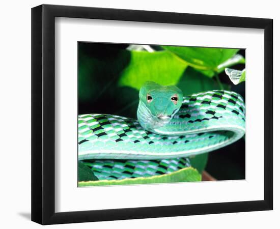 Long-nose Vine Snake, Native to SE Asia-David Northcott-Framed Photographic Print