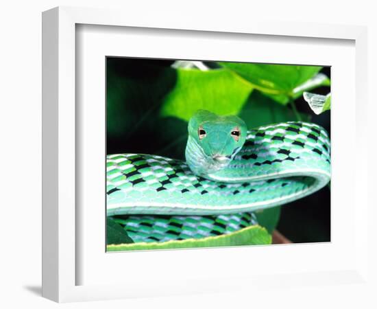 Long-nose Vine Snake, Native to SE Asia-David Northcott-Framed Photographic Print