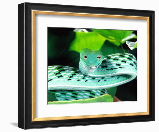 Long-nose Vine Snake, Native to SE Asia-David Northcott-Framed Photographic Print