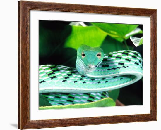 Long-nose Vine Snake, Native to SE Asia-David Northcott-Framed Photographic Print