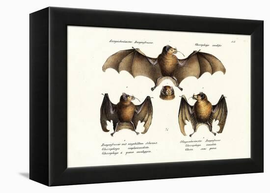 Long-Nosed Bat, 1824-Karl Joseph Brodtmann-Framed Premier Image Canvas