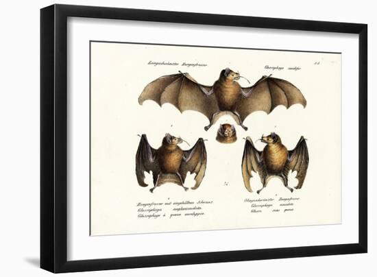 Long-Nosed Bat, 1824-Karl Joseph Brodtmann-Framed Giclee Print